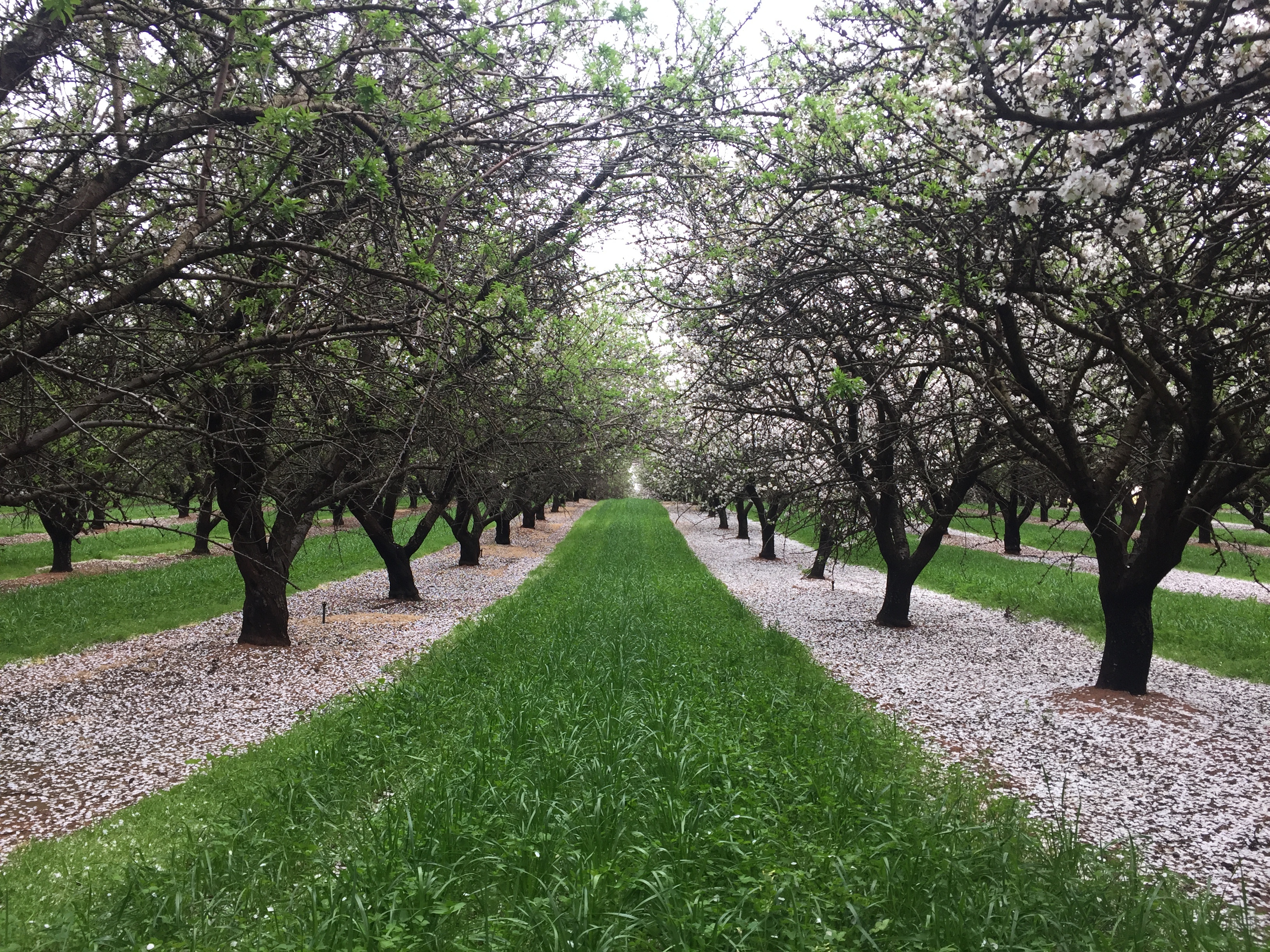 Irrigation upgrade increases almond production to meet world demand